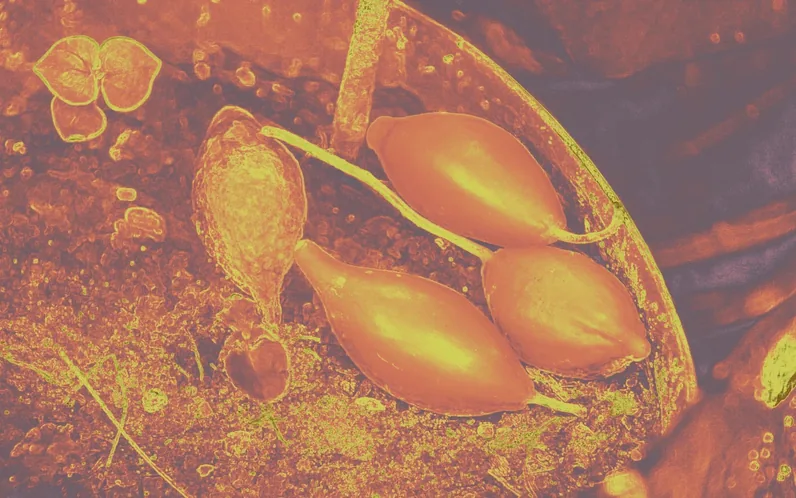 Ibogaine Retreats and Ibogaine Treatment: What We Hear on the Fireside Support Line