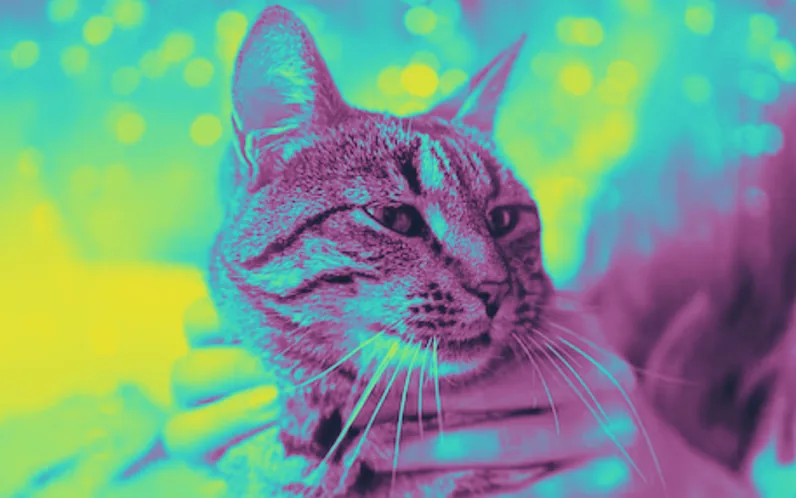 Trips with Cats: The Do's, the Don'ts, and the Demon Zoomies