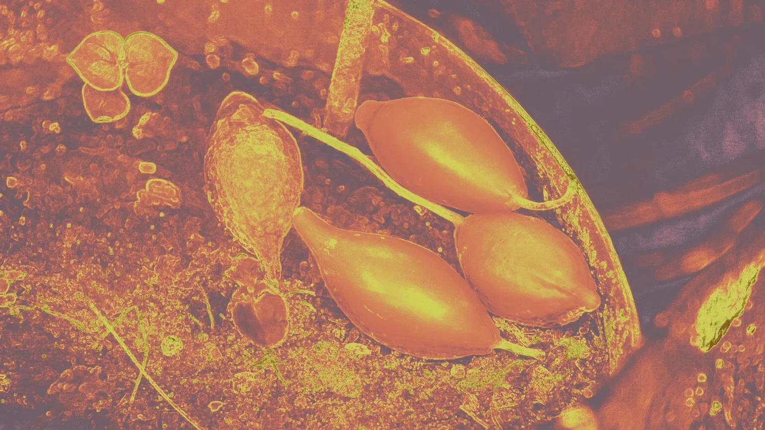Ibogaine Retreats and Ibogaine Treatment