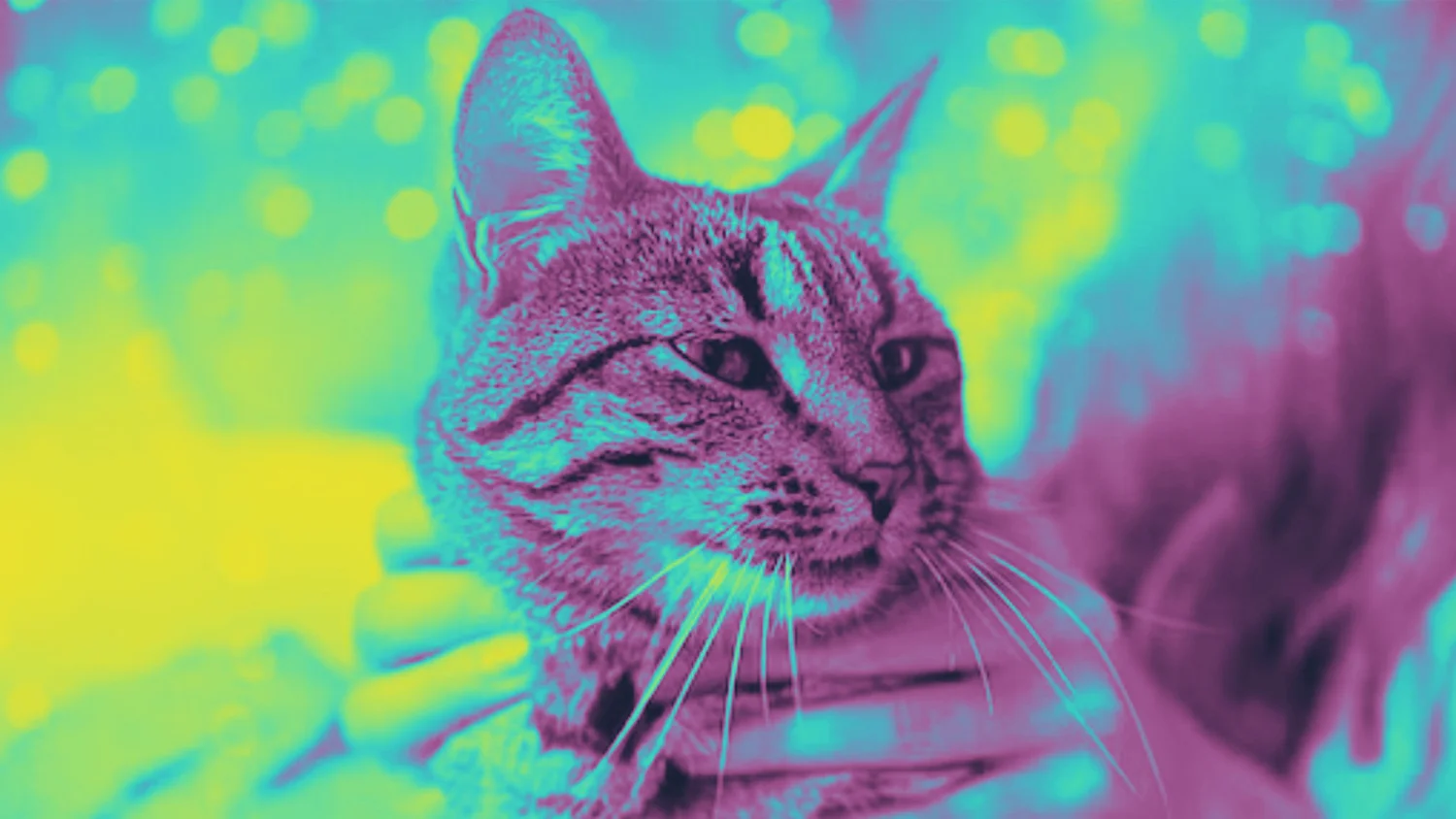Trips with Cats: The Do’s, the Don’ts, and the Demon Zoomies